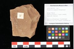 Foto (Objekt + Etikett) von Peridermium palaeopini Ettingshausen (NHMW-GEO-2024-0188-0005)